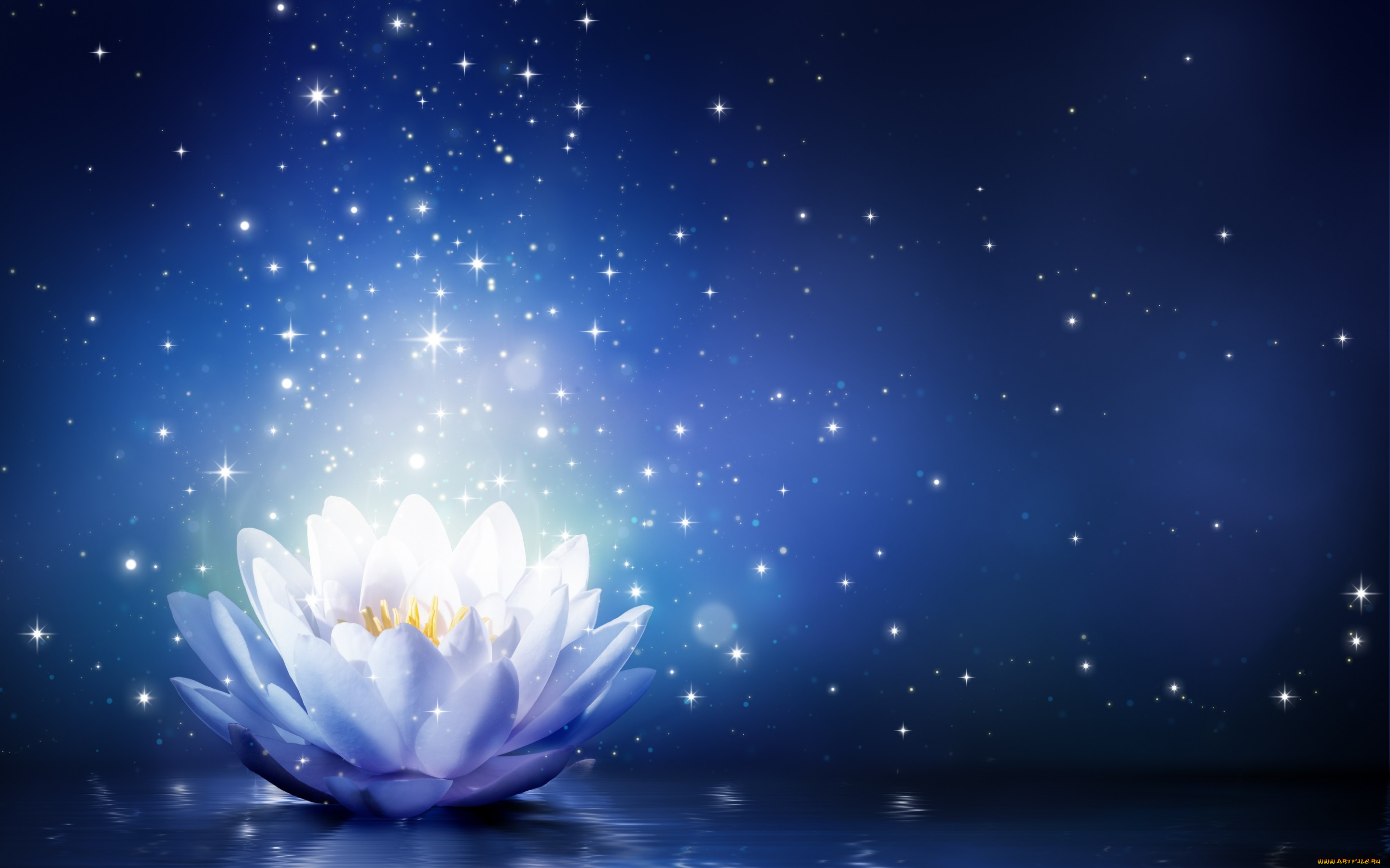 ,  , , water, lily, , sparkle, bloom, flower, , 